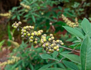 Вітекс священний (Chasteberry)