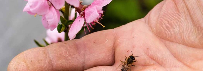 Що робити при укусі бджоли