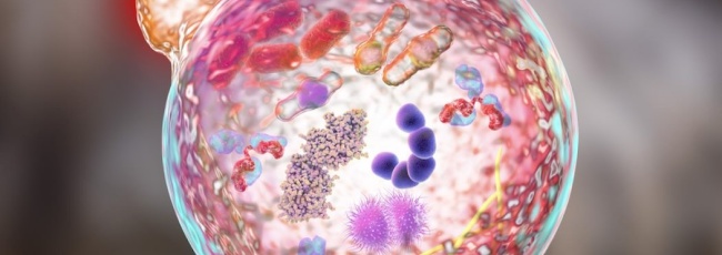 Автофагія: визначення, значення, стимуляція