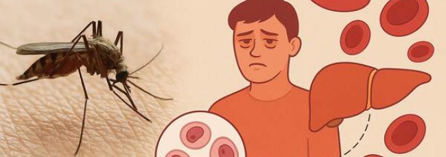 Що потрібно знати про малярію